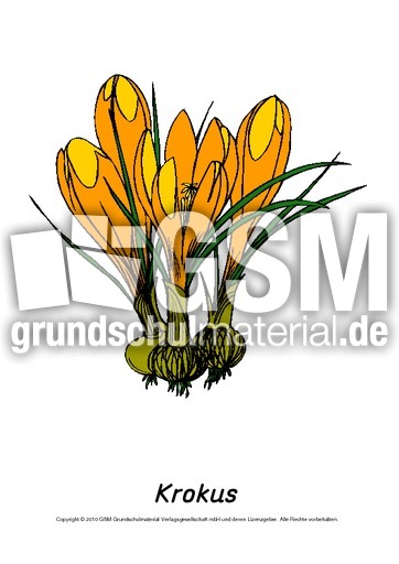 Frühlingsblüher-Tafelkarten-Krokus.pdf